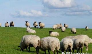 养羊的利润与成本 一只羊养殖成本