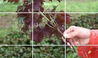 紫苏种植时间和方法 盆栽紫苏种植时间和方法